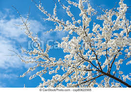Thanks to the use of texture paste, the picture now wants not only to admire but also to touch! Apple Tree Flowers White Blossom Against Blue Sky Apple Tree Flowers White Blossom Against Sring Blue Sky Canstock