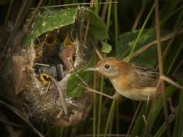 Gambar burung flamboyan jantan dan betina. Ciri Khas Burung Cici Merah Dan Daerah Persebarannya