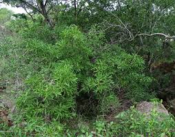 Image result for Pavetta uniflora