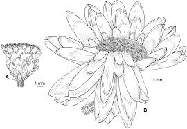 Image result for Helichrysum maranguense