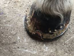 Bent's Farrier Service (Vernon Bent)