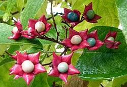 Image result for Clerodendrum formicarum