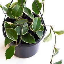 Attractive foliage and waxy flowers which can be highly scented, make these plants popular with indoor growers. Hoya Krimson Queen Hanging Basket