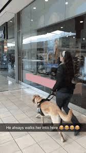 Guide Dog Makes Sure That Owner Doesn T Forget An Important Shopping Stop Https Gfycat Com Frigidslushyham Guide Dog Cute Funny Animals Funny Animal Pictures