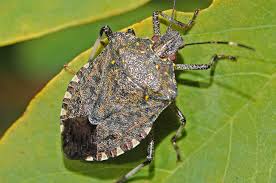 Its wing tips are dark brown. Brown Stink Bug Invasion Alert For Uk Wineries Decanter