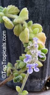 Image result for Coleus hadiensis