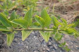 Image result for Volkameria