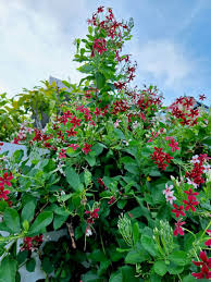 Image result for Combretum indicum