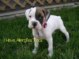 essential oils for dogs enjoy natural health boxer puppies white boxer puppies cute boxer puppies