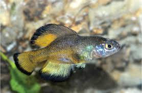 Image result for Peddiea fischeri