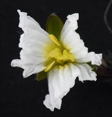 Image result for Ottelia kunenensis