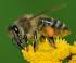 Image of How fast can bees fly?