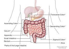 It is between the cecum and the rectum. All About Colon Cancer Oncolink