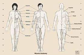 Dagoty elegantly depicted muscles of the human body as perceived by scientists in the 18th century with precise details. Human Anatomy On Drawing Tutorials Deviantart