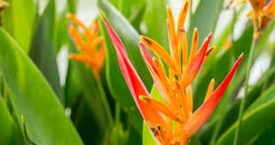 Know the names of 17 best flowering succulents that you can grow indoors and outdoors for their with large flower heads, it blooms in abundance in the stunning shade of white and orange. Heliconia Flower Care How To Grow Lobster Claw Plant