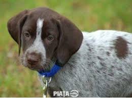 Premierul dacian ciolos si presedintele klaus iohannis participa, duminica, la festivitatile organizate in iasi ce marcheaza 157 de ani de la unirea principatelor romane. Animale De Companie Vanzari Cumparari Vand Caini Brac German Bucuresti Iasi Oradea Cluj Imaginea 1 Din 2 Dogs Animals Love You