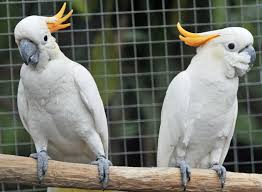 Kakadu kostüm maskottchen lauffiguren günstig kaufen produktion herstellung. Vogel Papageien Kakadu Tieranzeigen