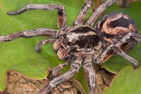 Image result for wolf spider bite skin
