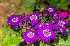 Image result for Cineraria