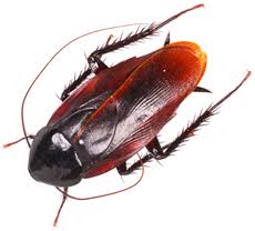 You are really living in their (the smoky brown cockroach's) neighborhood. Smoky Brown Roaches Pest Solutions
