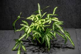 Image result for Pteris burtonii