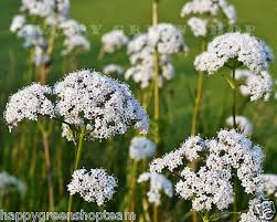 Image result for Pimpinella
