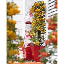 Image result for Pyracantha coccinea soleil d'or