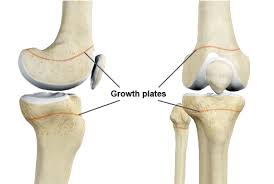 Image result for Growth Plate