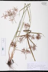 Image result for Cyperus distans