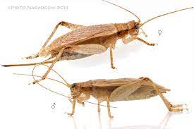 Insect Breeding Setups And Kits March 2018