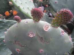 I have a problem with the prickly pear cactus in my yard. Station One Study This Picture Of The Environment