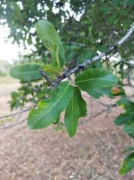 Image result for Pappea capensis