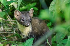 Image result for kuna lesní obrázky