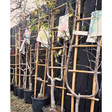 We are a family owned and operated nursery in portland. Prunus Domestica Stanley On Frame Plum Tree Windlestone Nursery Garden Centre In Ferryhill Durham