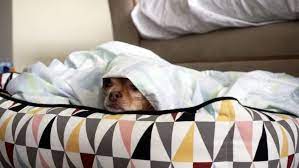 Check spelling or type a new query. Heated Dog Bed Review Your Dog Will Love This Heated K H Products Bed Reviewed