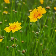 Image result for Coreopsis lanceolata