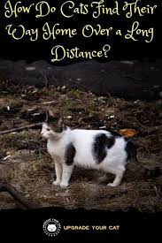 How do cats find their way home. How Do Cats Find Their Way Home Over A Long Distance Upgrade Your Cat