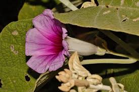 Image result for Ipomoea verbascoidea