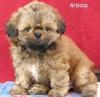 We did not find results for: Shih Tzu Puppies For Sale Past Puppies In Arizona Shih Tzu Breeder By Midwest Chicago Area Shih Tzu Puppy Breeder