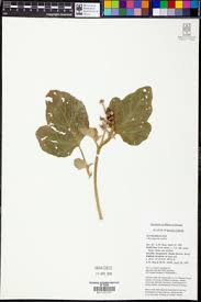 Image result for Chrozophora plicata