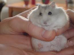 1 a white dwarf star is roughly the volume of planet earth or slightly larger. How To Keep A Winter White Dwarf Hamster Info And Care Guide