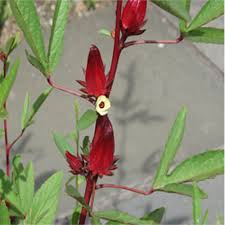 From iran to mexico to tobago this crimson blossom has a serious fan following. Dried Flowers Petal Dry Hibiscus Flower Packaging Size 10 30kg Rs 435 Kg Id 18164442530