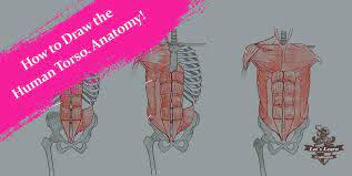Human anatomy & figure drawing. How To Draw The Human Torso Learn Anatomy For Beginners