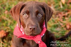 Find a dog find a cat find other pets. Labrador Retriever Puppy Rescue Labrador Retriever Rescue