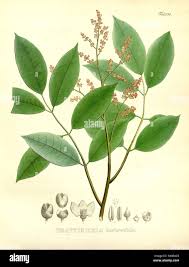 Image result for Tetracera boiviniana