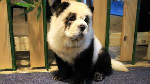 Check spelling or type a new query. Pet Cafe Dyes Chow Chow Pups To Resemble Pandas In Chengdu China