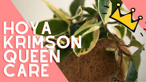 Indoor plants, large and small delivered nationwide. Hoya Krimson Queen Hoya Carnosa Plant Care Guide Youtube