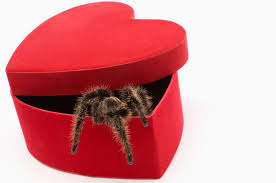 Unboxing & reviewmini toy love. Which Valentine S Day Spider Are You