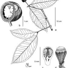 Image result for Syzygium komatiense