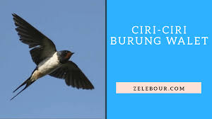 Apalagi elang memang tidak serumit burung lainnya seperti burung garuda atau burung elang. 13 Ciri Ciri Burung Walet Lengkap Penjelasan Zelebour